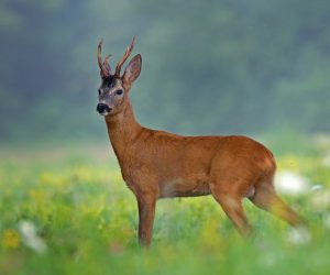 OBAVIJEST GRAĐANIMA – POČETAK SEZONE LOVA NA SRNDAĆA