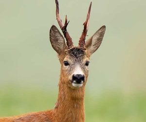 Mehko zrno u lovu na srnjaka 🦌🎯